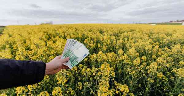 什么颜色壁纸招财并聚财，财神、貔貅和金蟾都是好选择！